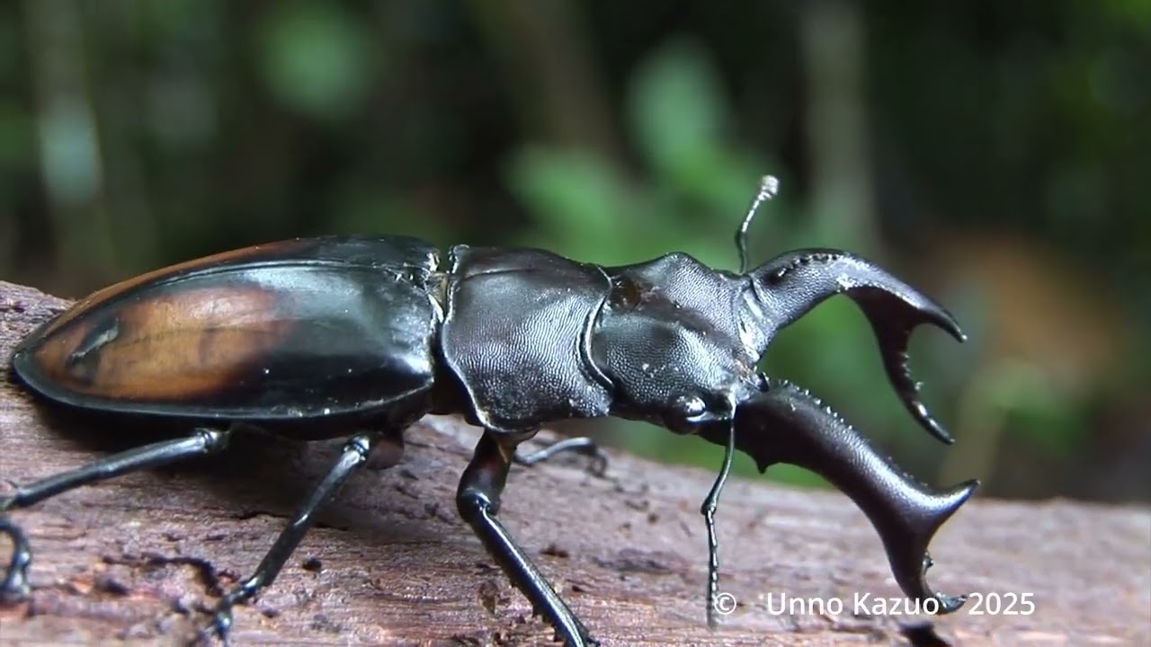 闘うカブト、クワガタ
