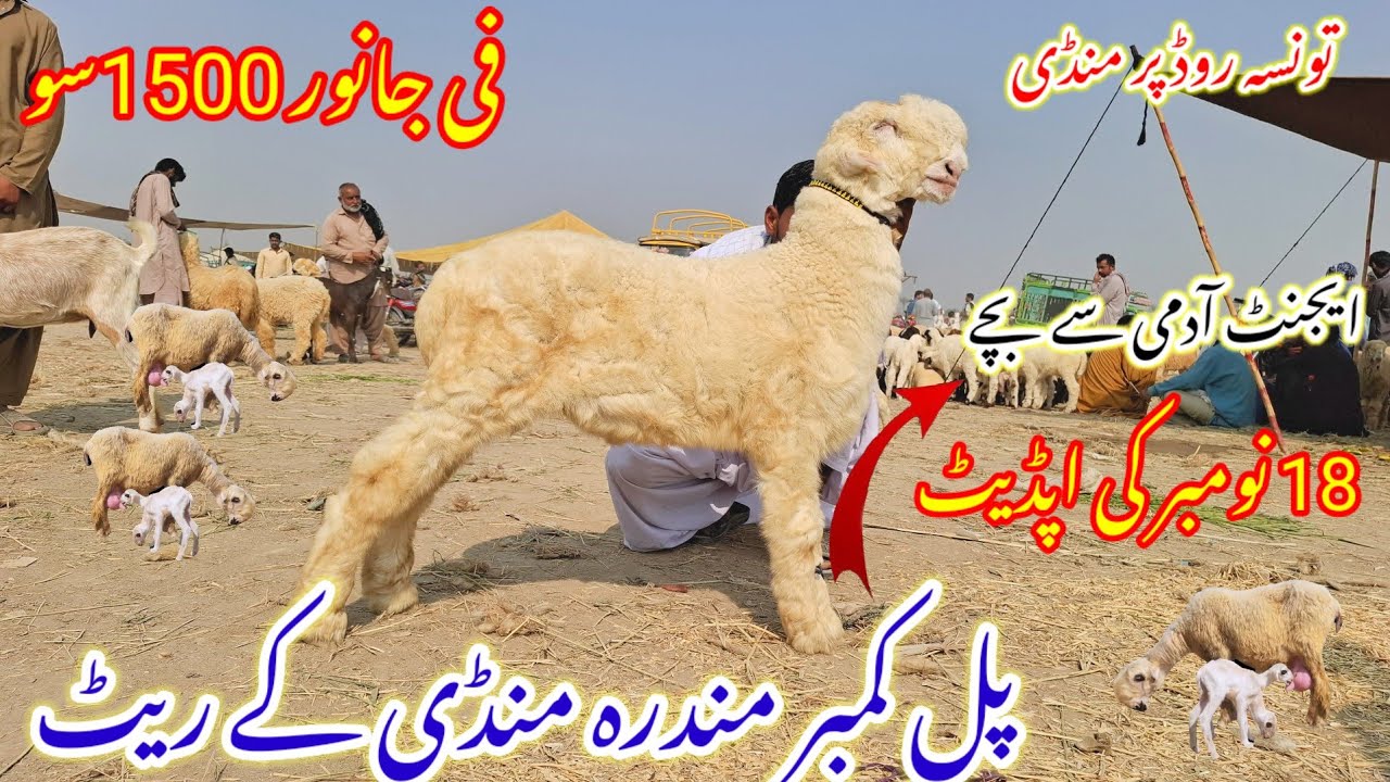 18 November 2025 PULL CAMBER mundra chatra mandi ke updated biggest mundra chatra mandi 03186372506