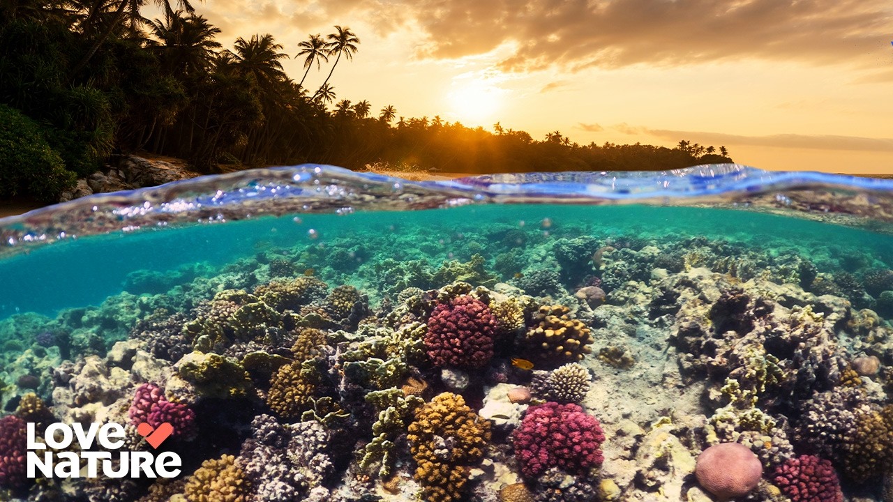 The Largest Coral Reef in the WORLD! | Pacific 102