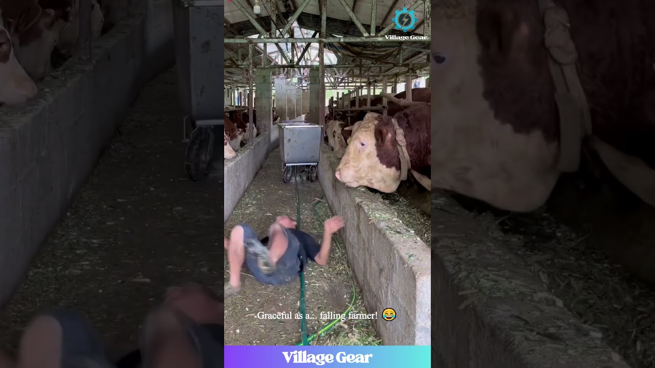Farmers vs Cows: Cows WIN! 😂 Epic Barnyard Knockouts! #farmfail #cowfunnies #lol #animalantics