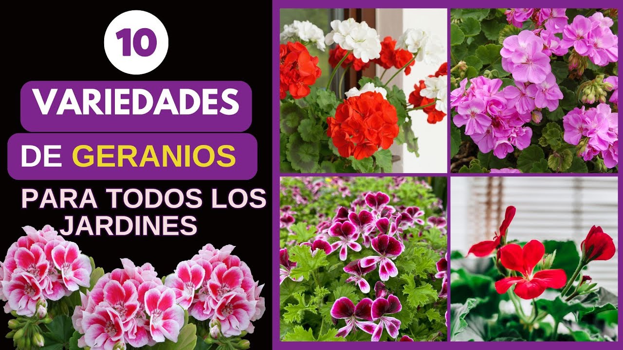🌿 Top 10 Variedades de Geranios para Jardines de Todos los Tamaños 🌸 | El Jardín de Anny #geranios