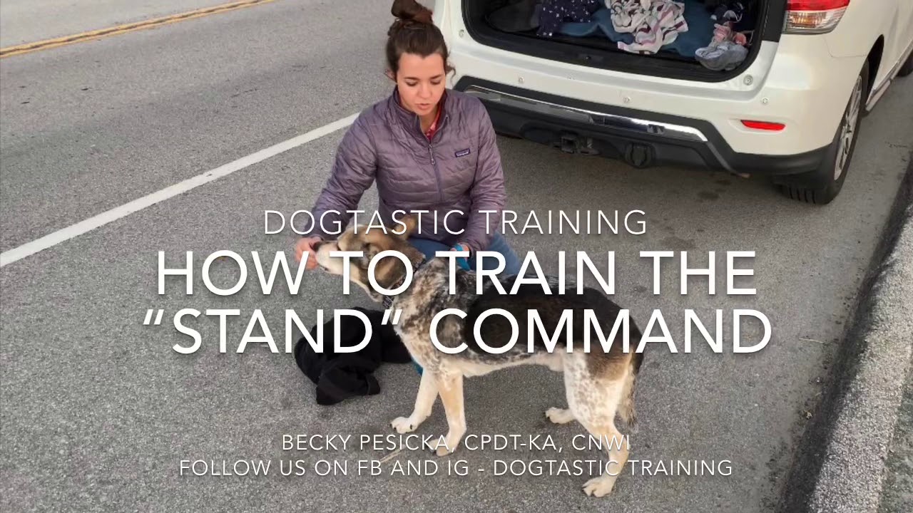 Positive Dog Training - How to teach the Stand Command