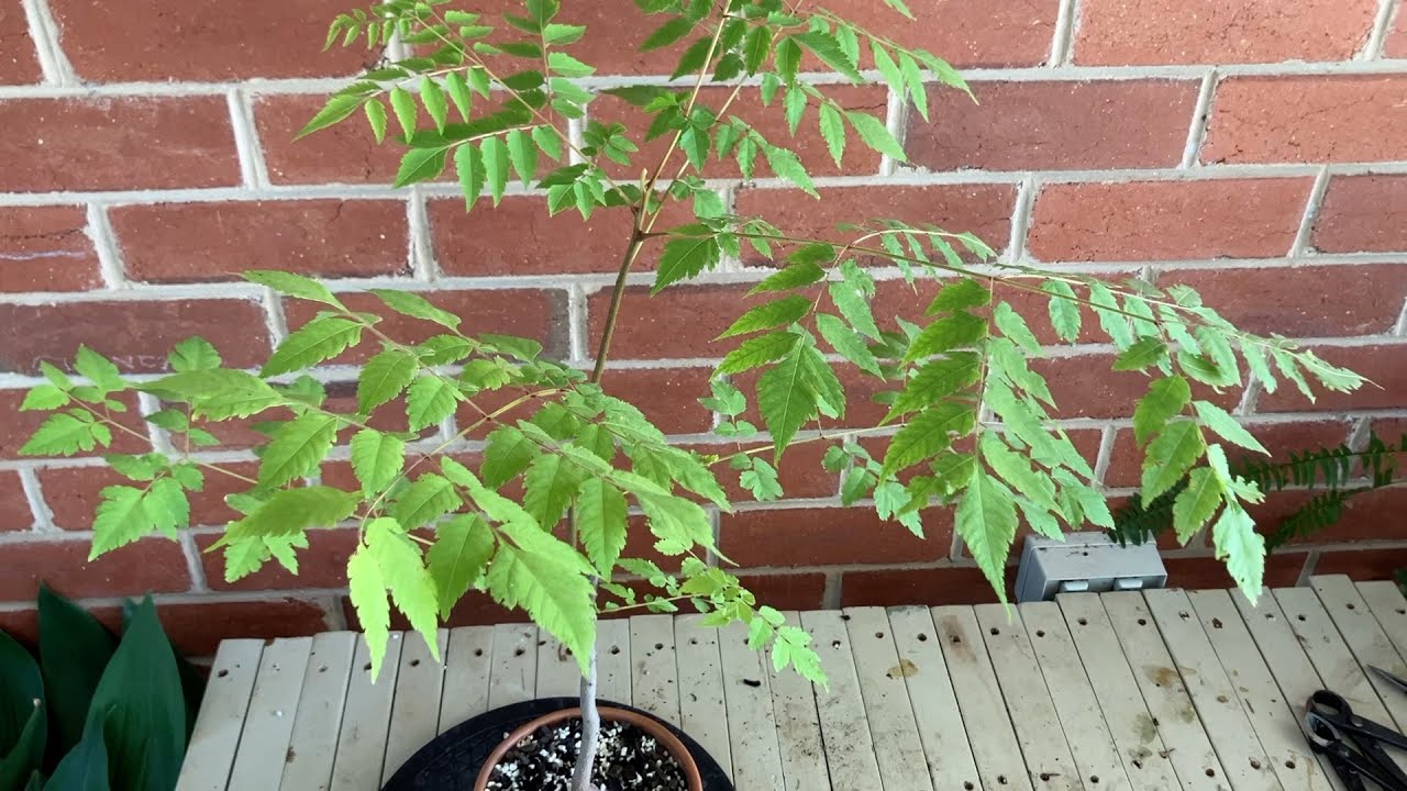 Koelreuteria paniculata Golden rain tree_a bonsai journey