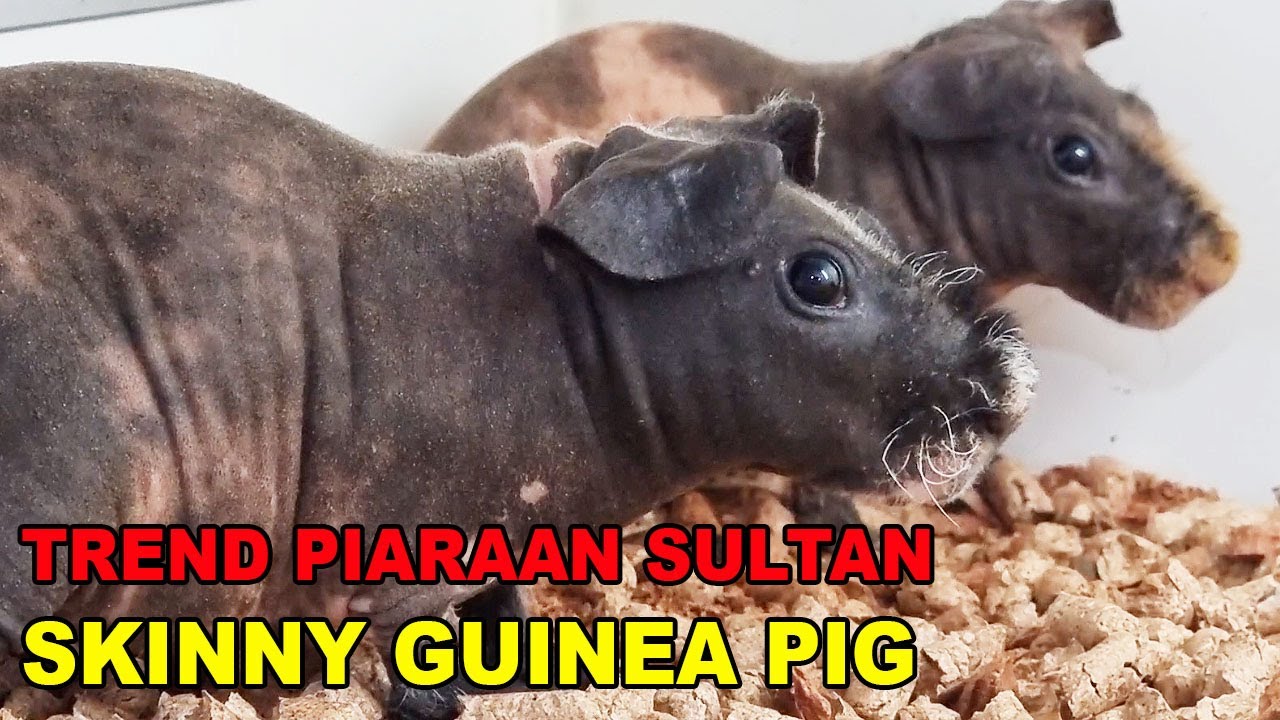 TREND BARU PIARAAN SULTAN - SKINNY GUINEA PIG