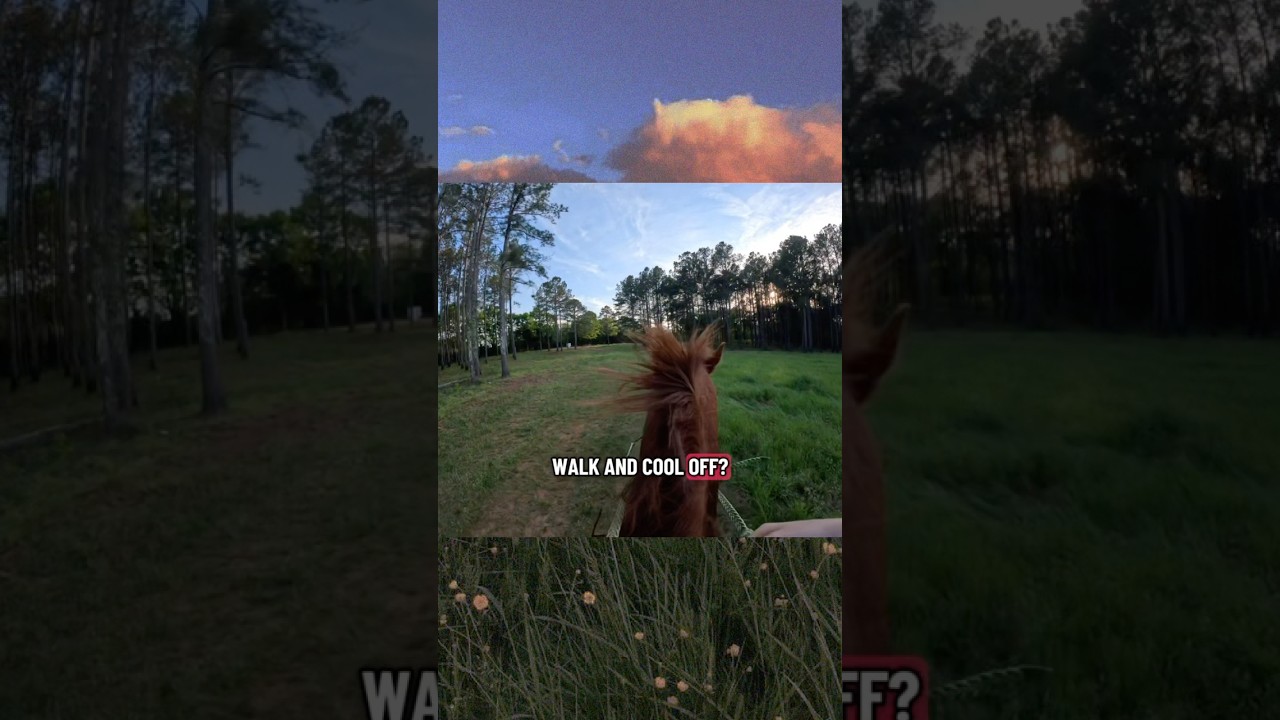 Кэдди хочет стать олимпийской чемпионкой😍 #лошадь #конныйспорт #верховаяезда #удивительно ctto:ka...