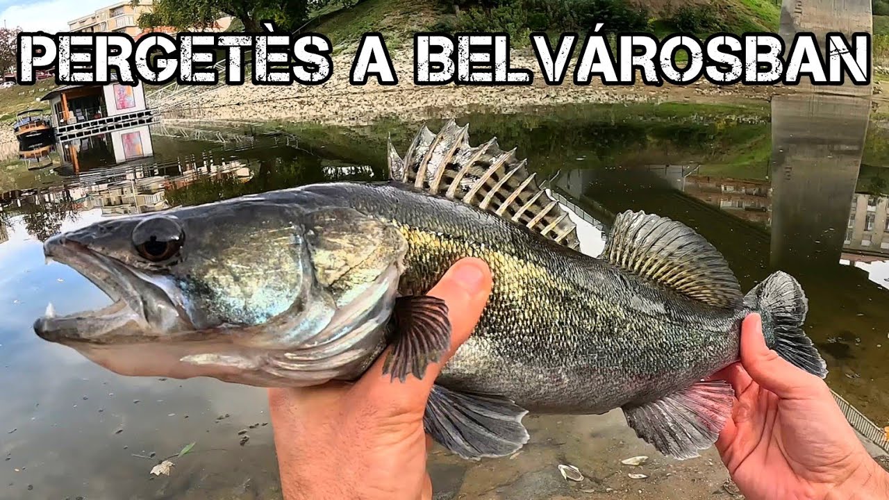 Streetfishing - PERGETÉS A BELVÁROSBAN