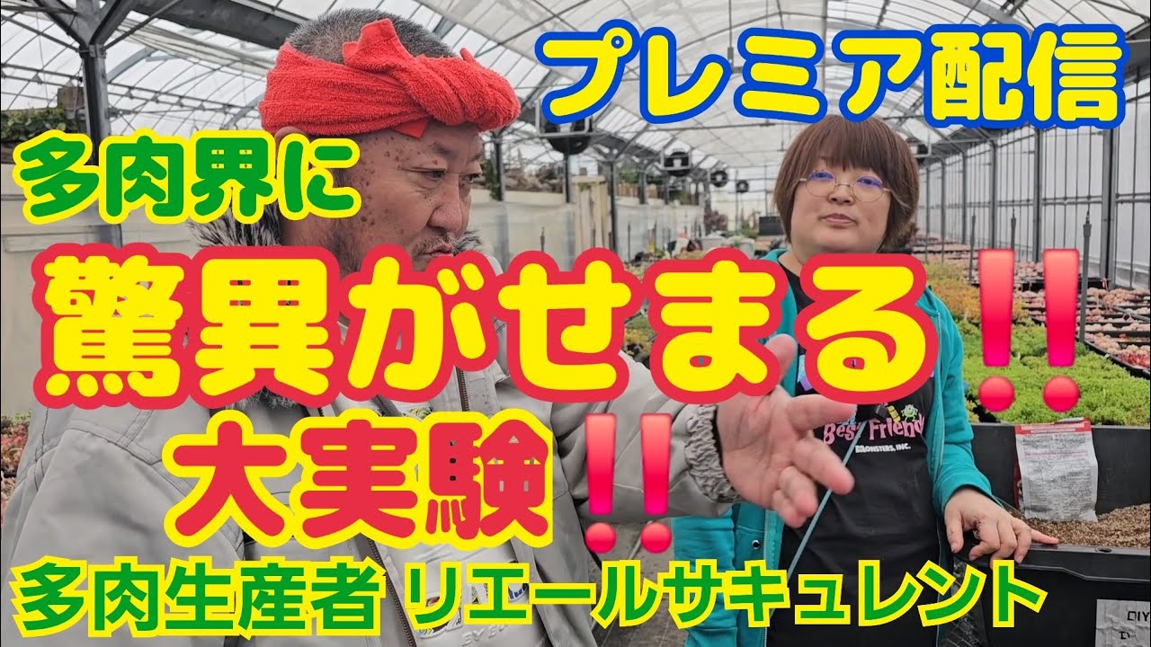 【多肉植物】【大実験】【プレミア配信】多肉界に驚異がせまる‼️大実験‼️2026年3月20日