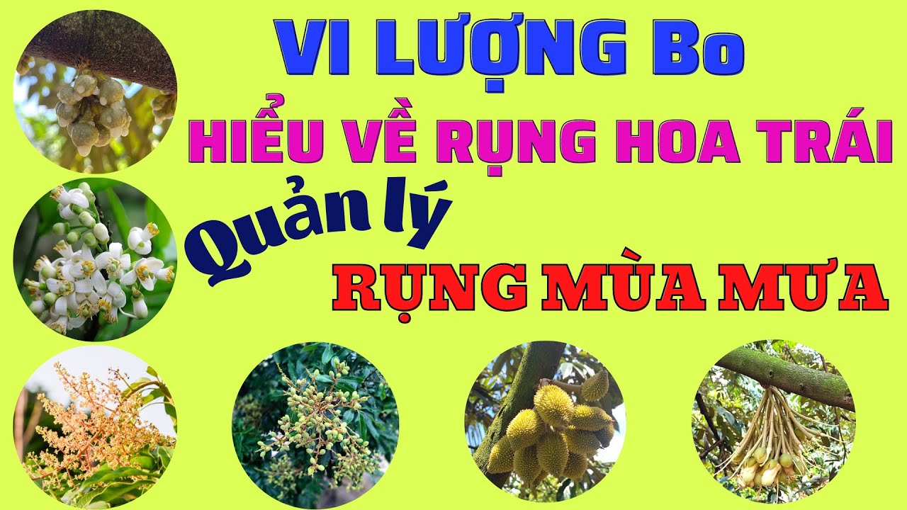 Tổng hợp thông tin về rụng hoa và trái non, vai trò của Bo với ra hoa đậu trái |Quản lý rụng mùa mưa