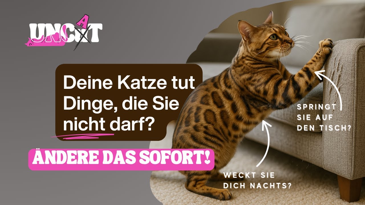Katze kratzt an Couch & Möbeln! Was tun? Katzen erziehen – Katzenverhaltens-Anleitung | Folge 6