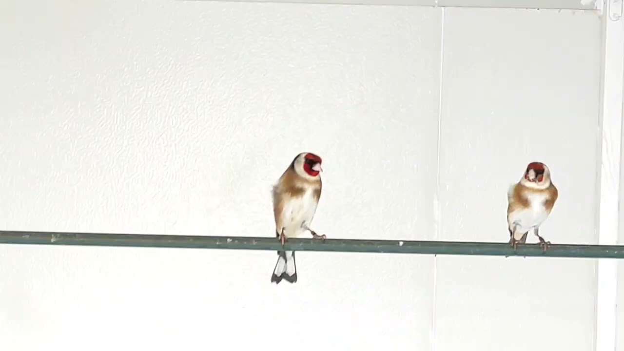 ζευγάρι εκτροφής Καρδερίνες  ( Carduelis Carduelis ) #καρδερίνα #carduelis