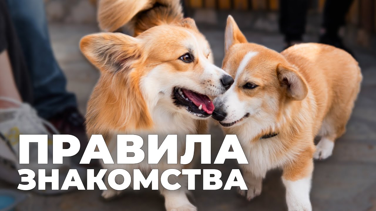Как правильно знакомить собак 🐶 Главные ошибки и советы при встрече на поводке