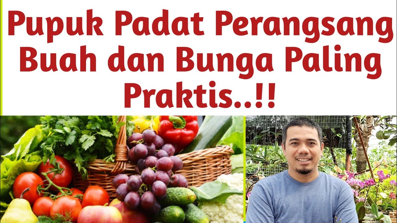 Pupuk Padat Perangsang Buah dan Bunga, Paling Praktis dan Kuat..! Agar Tanaman Cepat Berbuah,