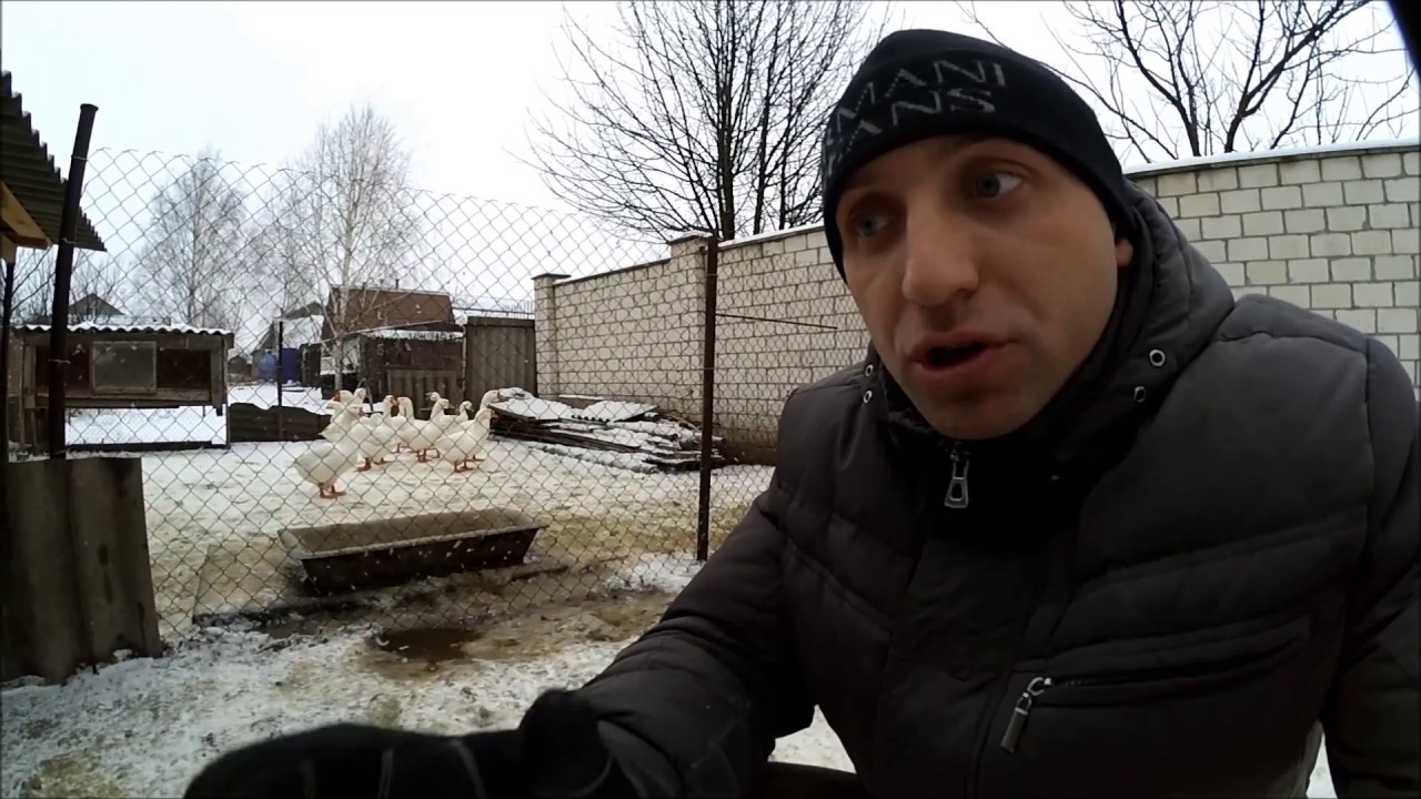 Разведение гусей//С чего начать