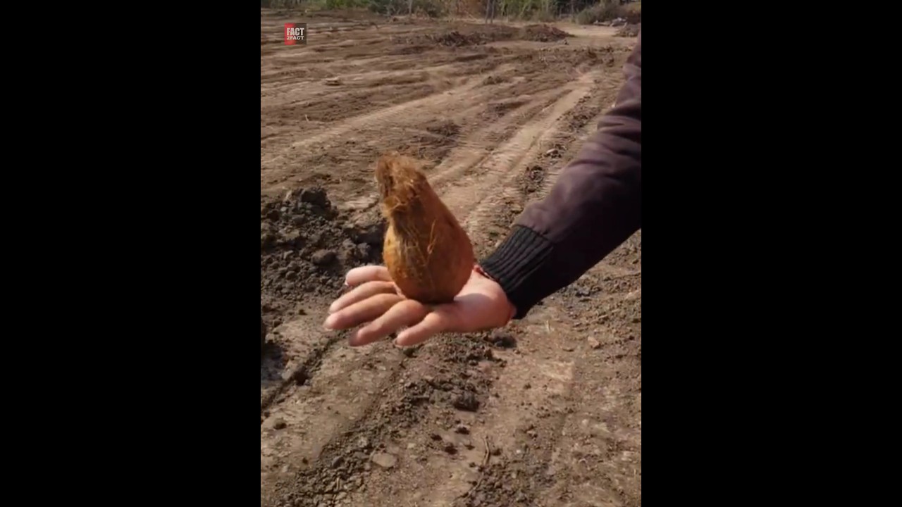 Finding Ground Water Using Coconut,Real Or Fake |😲😲| #shorts