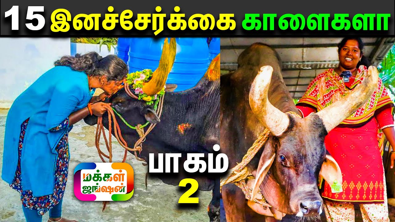 ஒரே இடத்தில் இத்தனை இனச்சேர்க்கை காளைகளா ?, ஸ்ரீ குமரகிரி கோசாலா, Sri Kumaragiri Goshala, Cattle