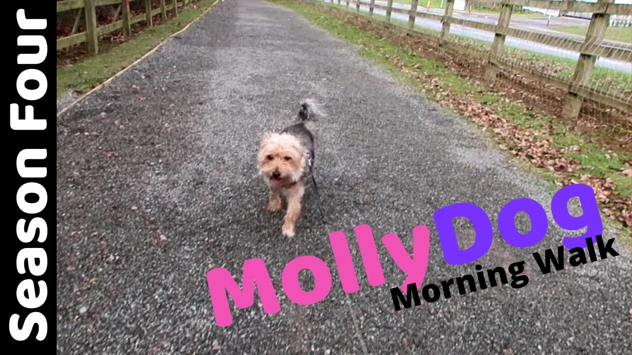 Early morning walk for MollyDog! Vlog
