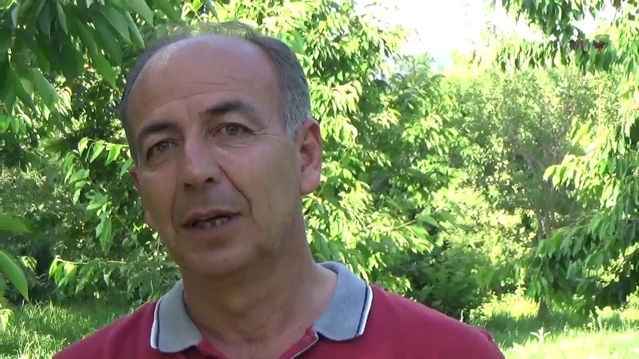 Niğde Ulukışla - Kiraz Bahçesi Çapalama - Ara Sürme - Kiraz Fidanı Ve Ağacı