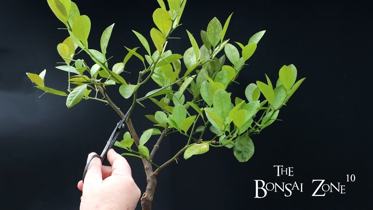 Pruning My Orange Tree Bonsai, The Bonsai Zone, Feb 2023