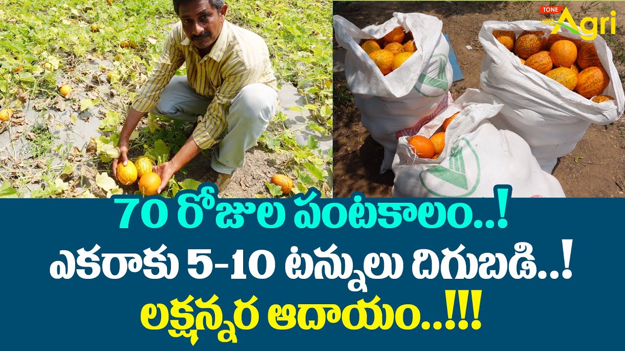 Dosakaya, Yellow Cucumber Cultivation | 70రోజుల పంటకాలం..! ఎకరాకు 5-10టన్నుల దిగుబడి.. Tone Agri