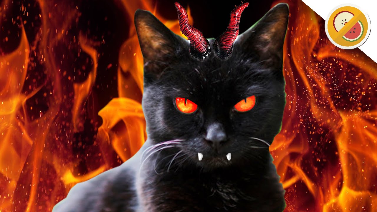 THE DEVIL CAT - Story Time w/ Mr. Fruit