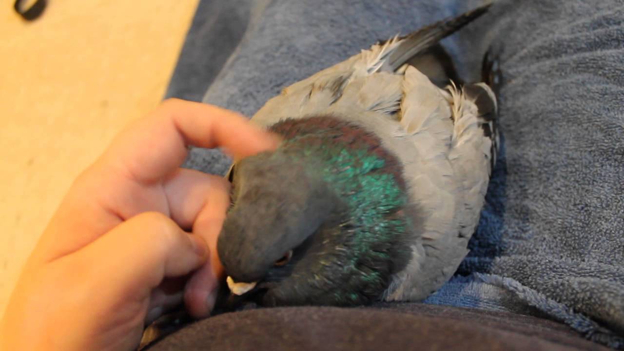 Avalon the rescued pigeon begging for cuddles