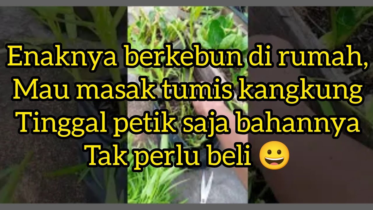 ENAKNYA BERKEBUN DI RUMAH: MAU MASAK TINGGAL PETIK SAJA, TAK PERLU BELI LAGI ☺️
