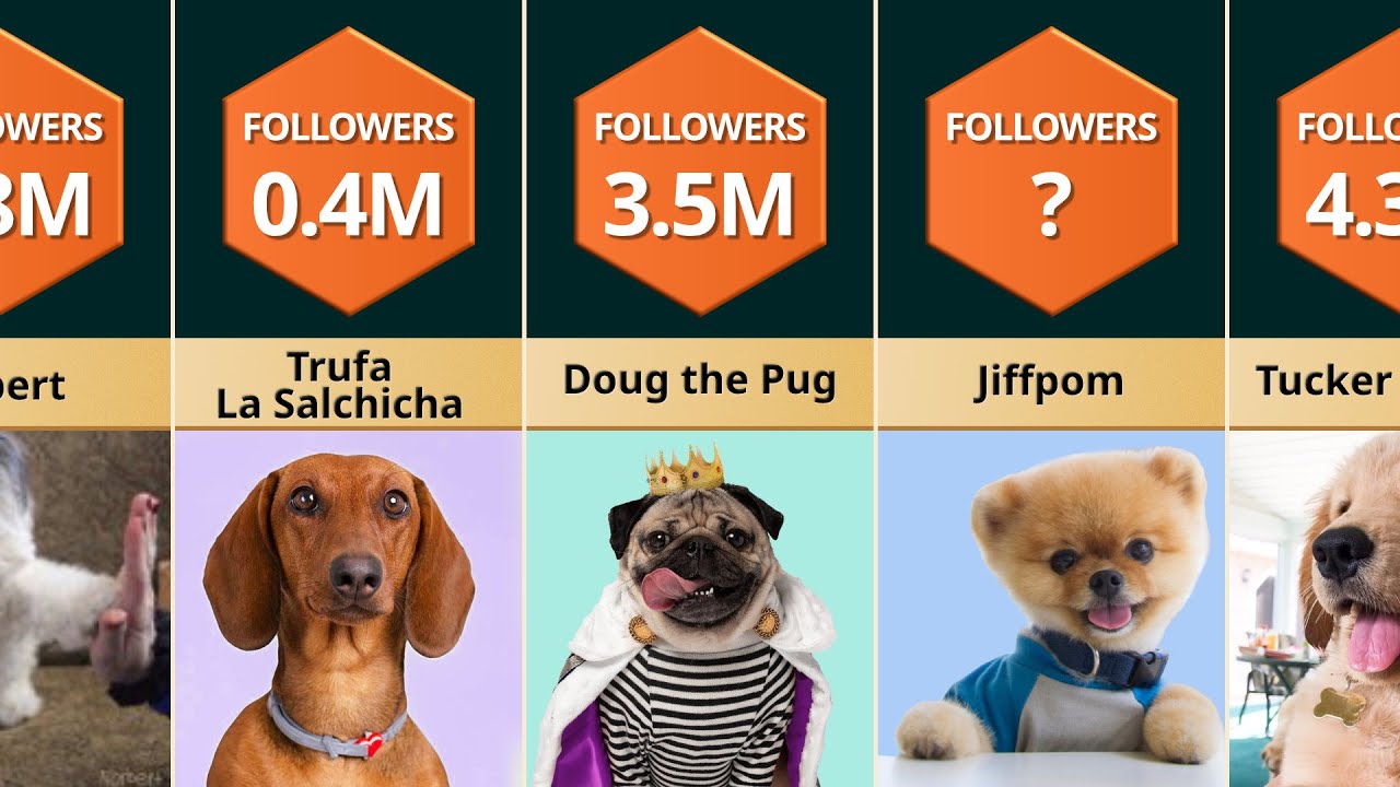 Who Are The Most Famous Dogs On Instagram?