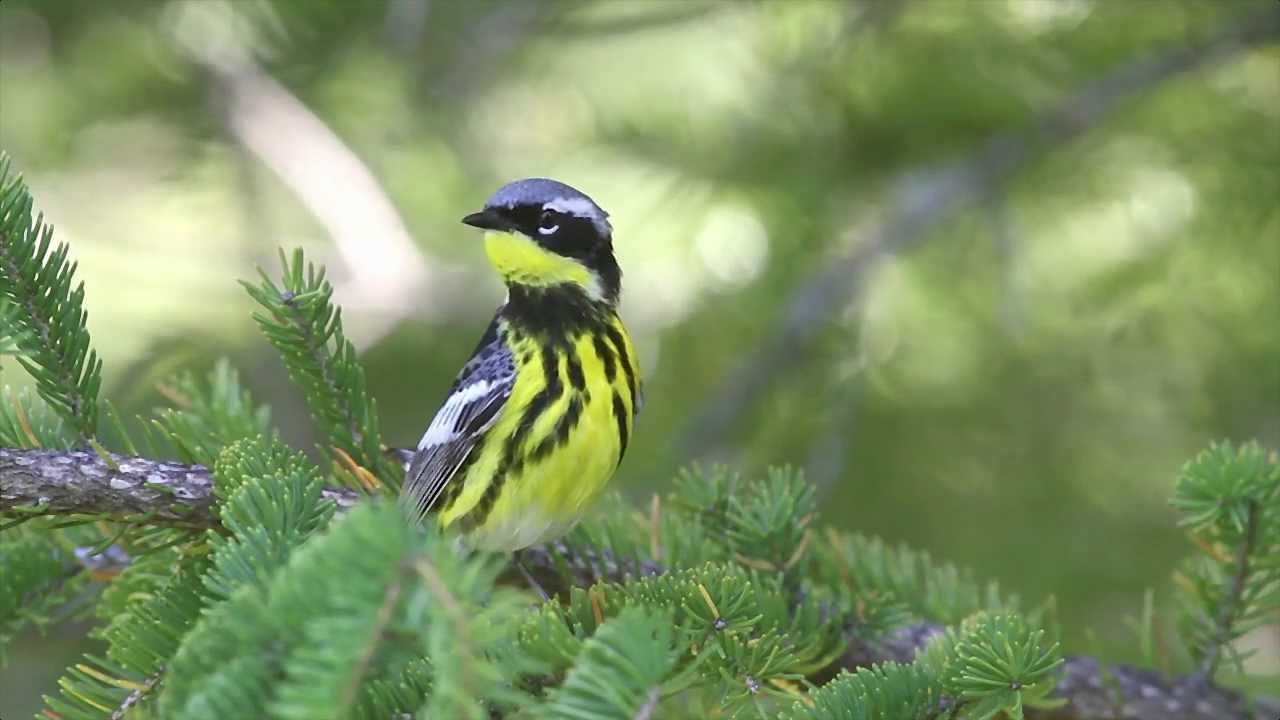 Magnolia Warbler