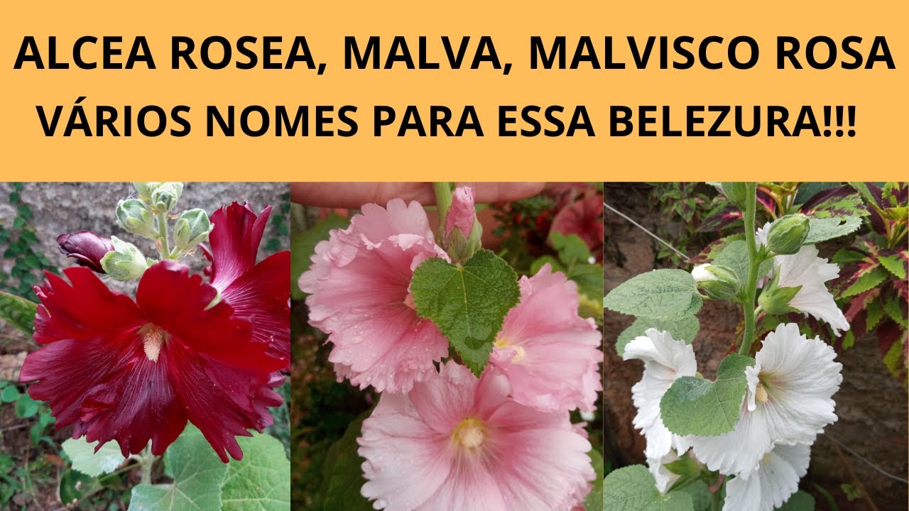 ALCEA ROSEA OU MALVA, NÃO IMPORTA O NOME. ESSA PLANTINHA ENCANTA A TODOS E EMBELEZA QUALQUER JARDIM!