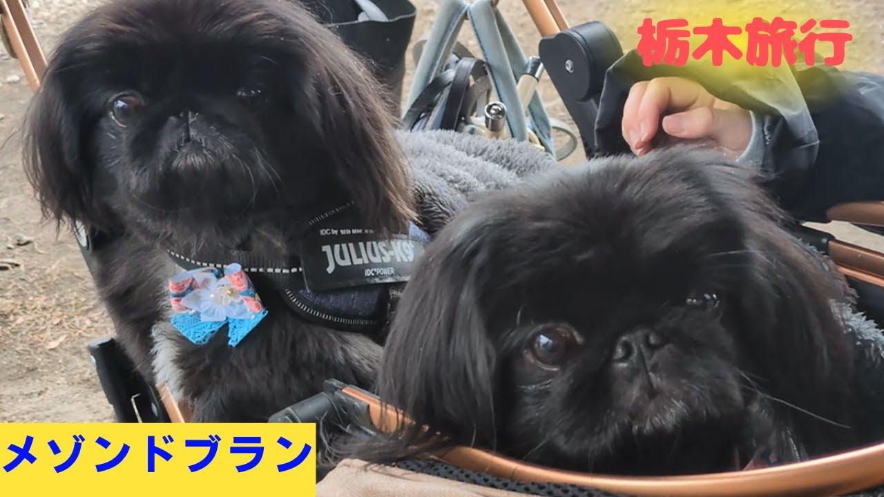 【ペキニーズ】お誕生日企画　栃木旅行　パート３　メゾンドブラン【ワンワンピース】
