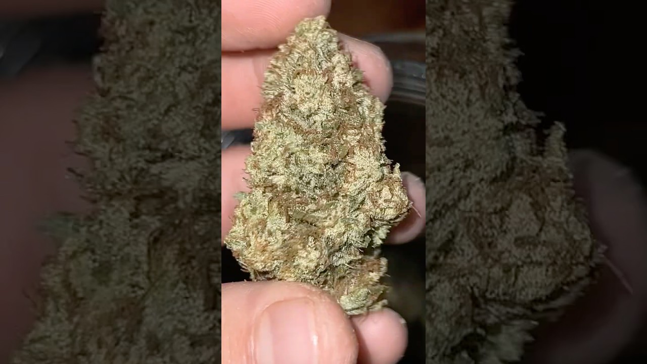 After harvest/drying Mimosa x Orange Punch 🍑👊🏼🥶 Outdoor #cannabisdaily #outdoors #turbowuchs
