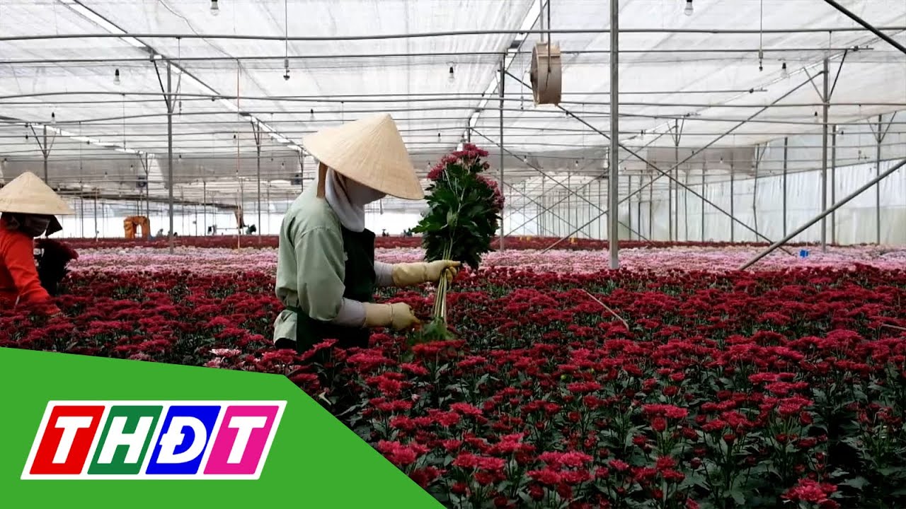 Nh&agrave; vườn Đ&agrave; Lạt tr&uacute;ng lớn vụ hoa đầu năm | THDT