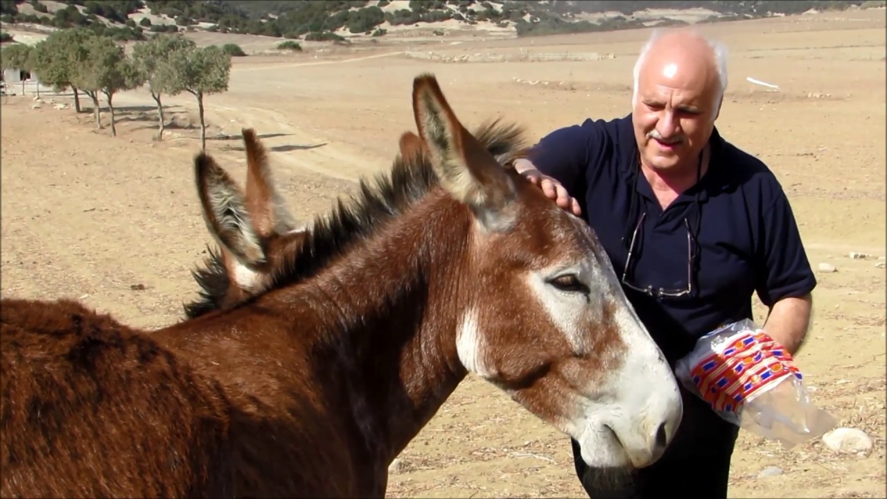 Cyprus wild donkeys (Equus asinus) Γαϊδούρι - Γάρος - Καρπασία -  3/10/2018
