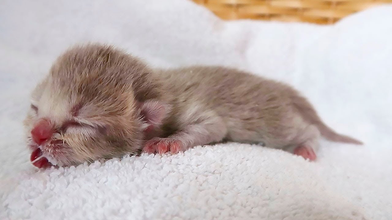 Feeding Tiny Lulu: Critical Moments for Our Newborn Kitten! Please Turn on Subtitles
