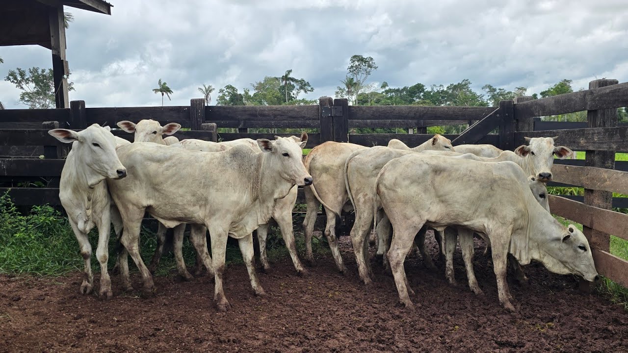 Preço da novilha em Roraima: comprei 9 cabeças, valeu a pena?