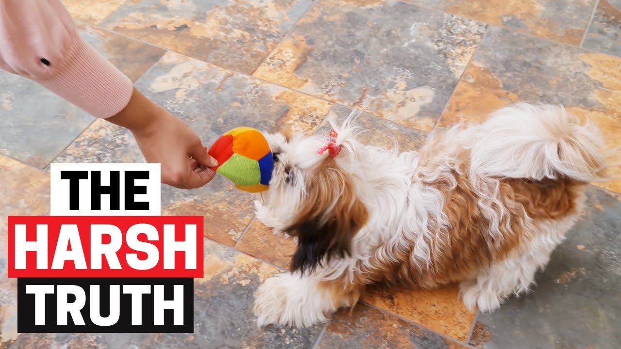 Shih Tzu's Personality: The Good, the Bad, and the Ugly