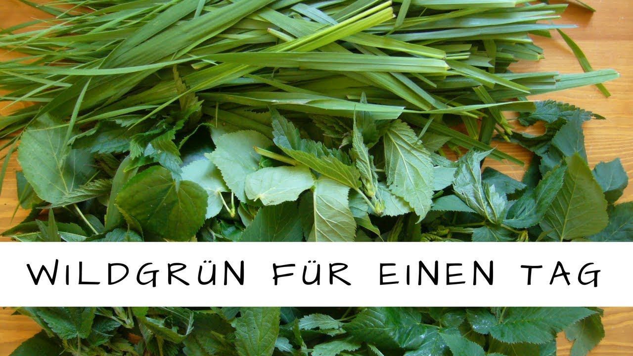 Wildgrün trinken und essen an einem Tag (04.06.2015)