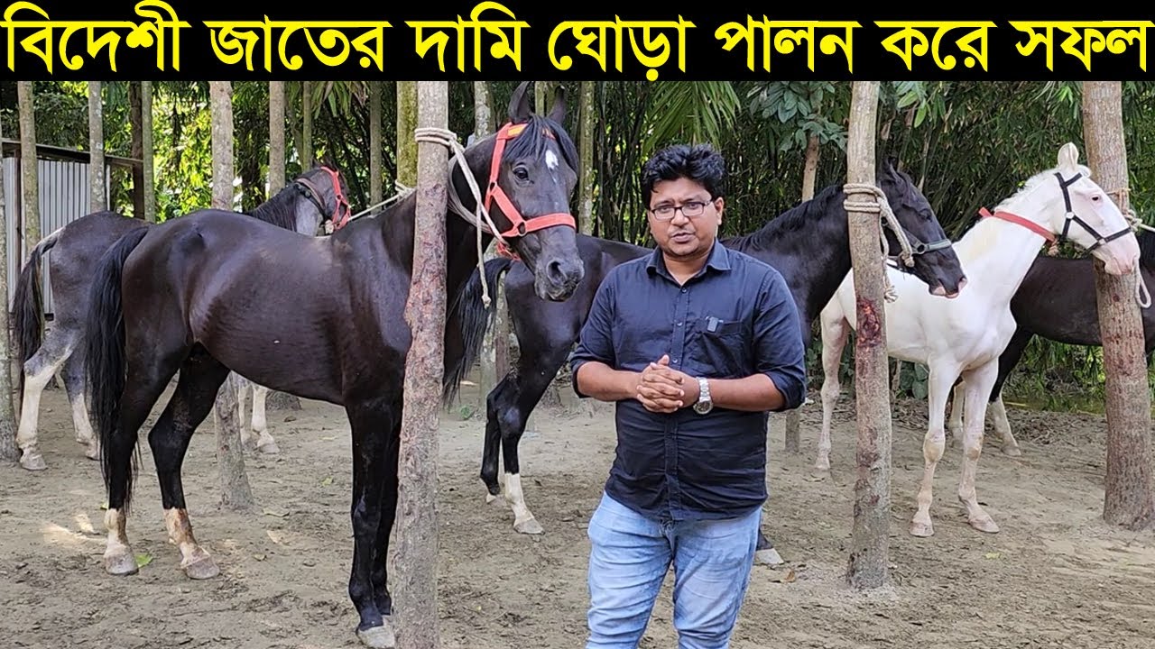 বিদেশি জাতের দামি দামি ঘোড়া পালন করে সফল ময়মনসিংহের তরুন উদ্যোক্তা nokra horse farm