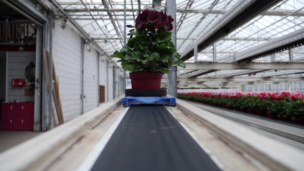 AFLEVERING 4 Franse Geranium kwekers -'Lopende' planten in de kleurrijke kas van Adrichem Potplanten