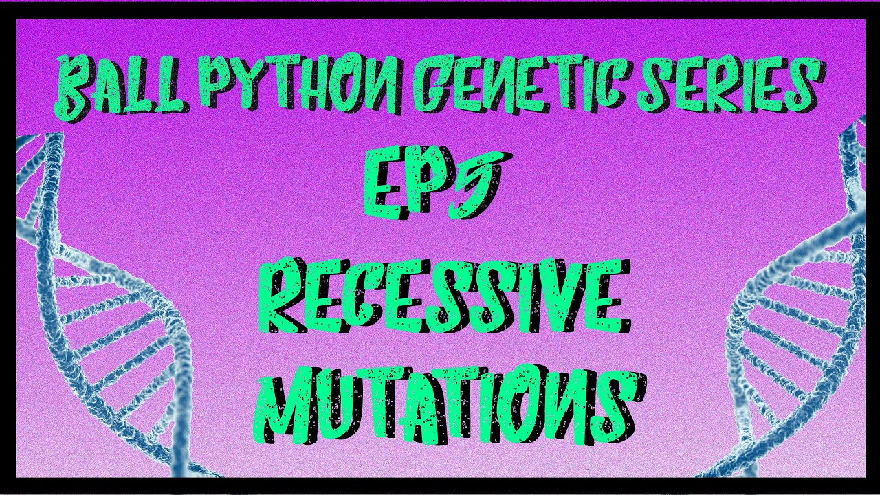 Ball Python Genetic Series | Ep5 | Recessive Mutations