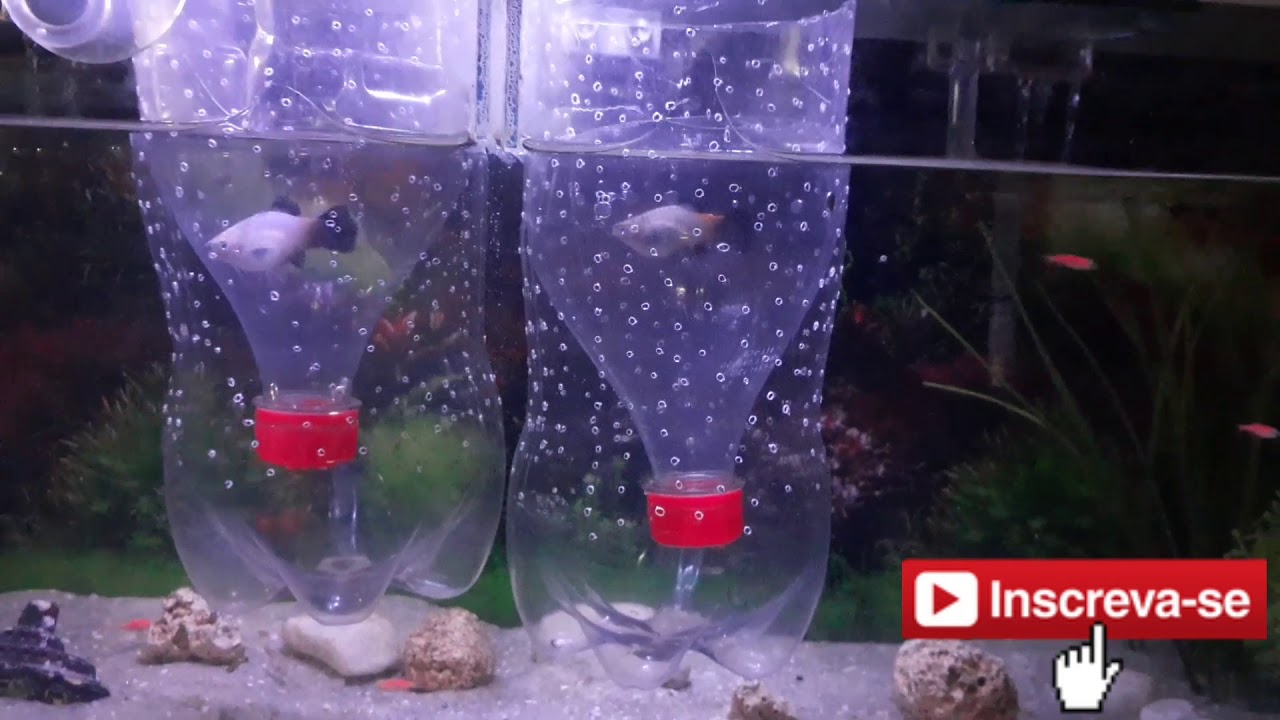 Nascimento dos alevinos de Plati/Platy