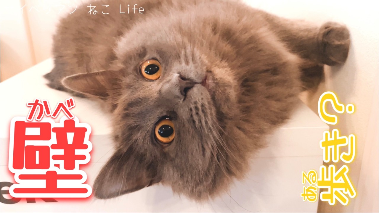 【サイベリアン子猫】不思議なねこ