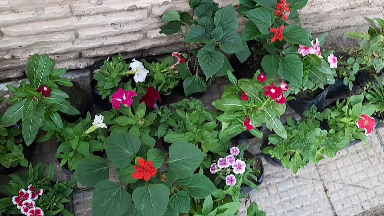 Winter Flower Shopping | @DealWithLifeSG209