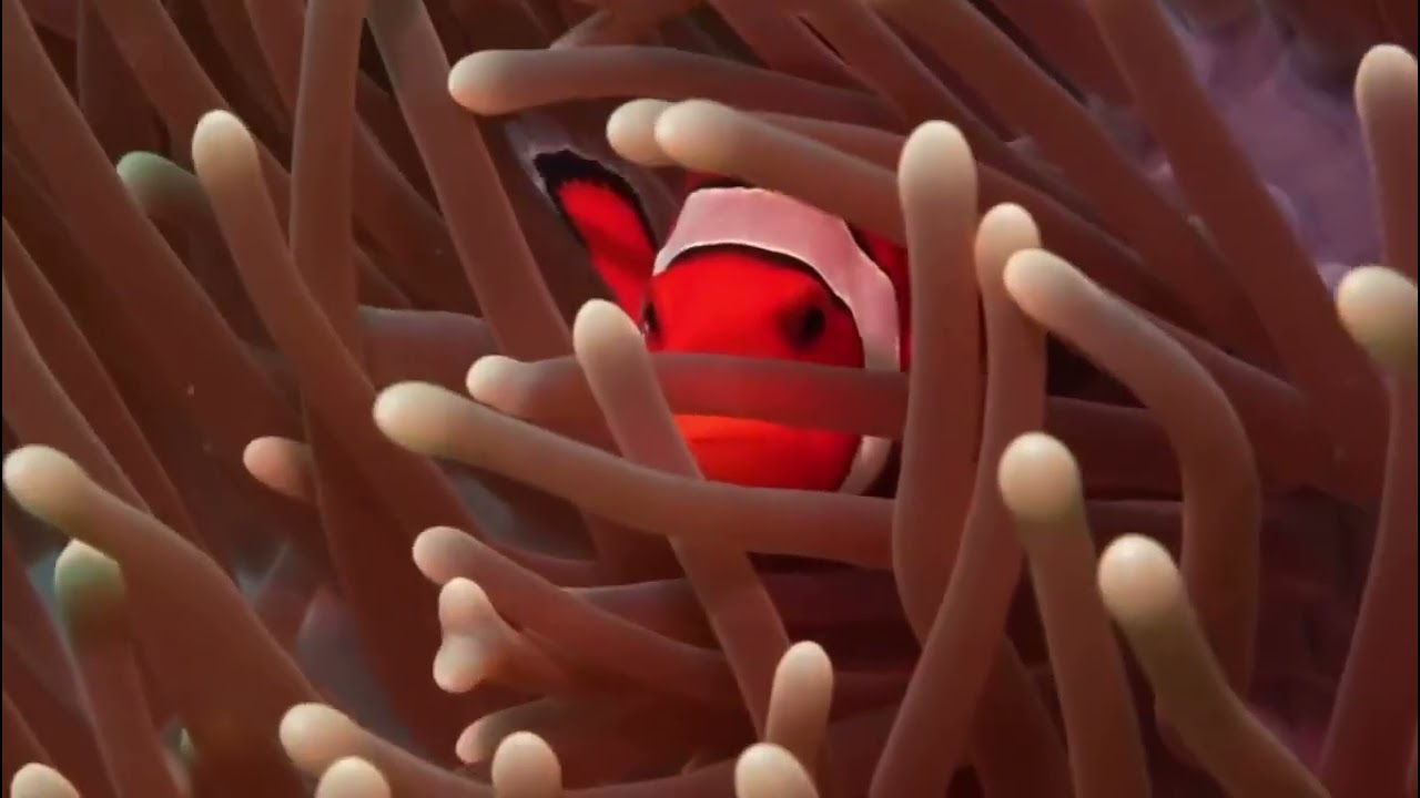 Our underwater world