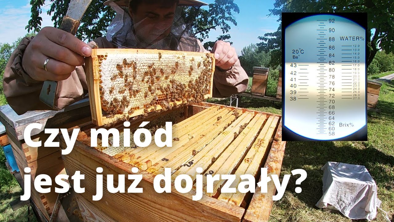 #18 Czy miód jest już dojrzały? Pierwsze miodobranie 2021 - mniszek, sady, klony. (02.06.2021)