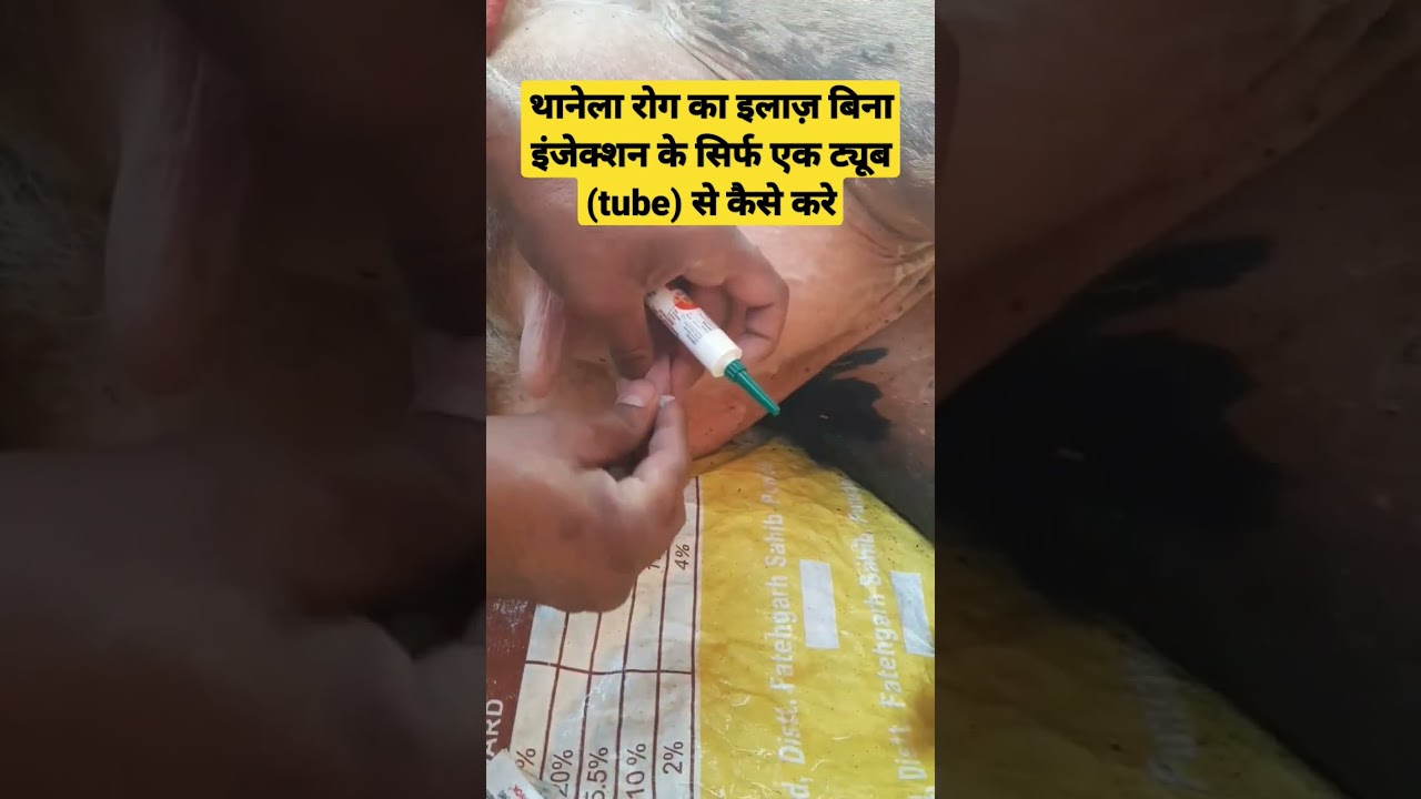 how to give Intramamry tube in teat ! treatment of mastitis in cattle #shortvideo #ytshorts #viral