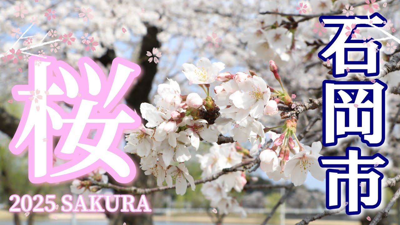 2025年版 石岡市桜の名所3選