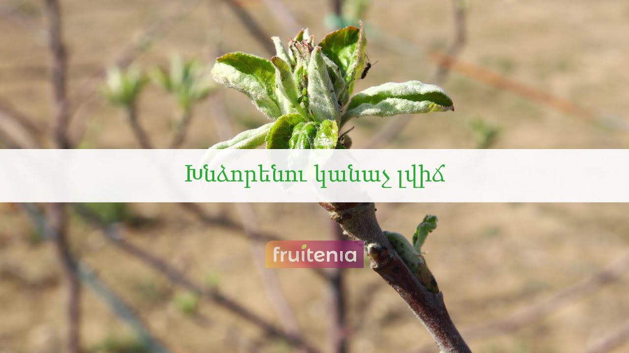 Խնձորենու կանաչ լվիճ / Green apple aphid