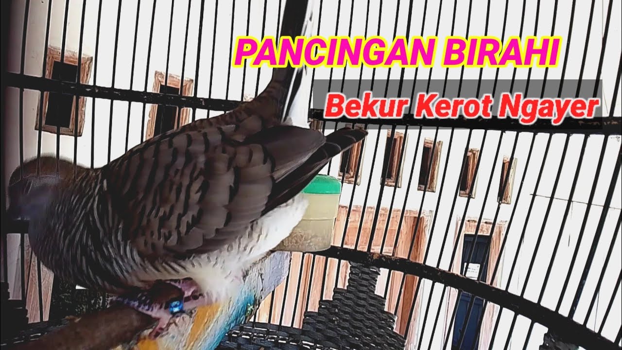 PERKUTUT BANGKOK BIRAHI,COCOK UNTUK PANCINGAN