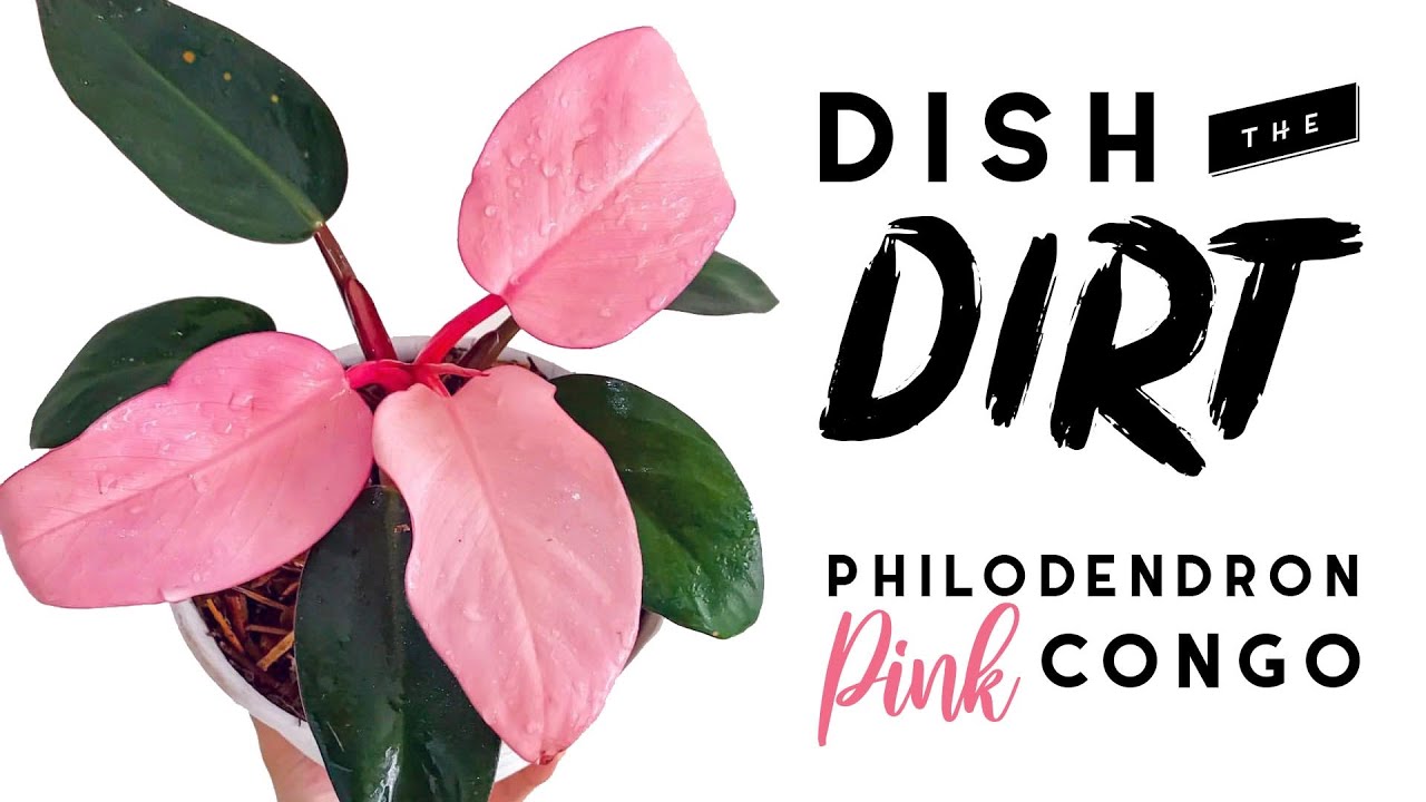 Филодендрон розовый Конго ОБМАН! | Dish The Dirt